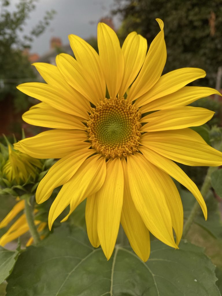 sun flower